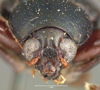 Media type: image;   Entomology 9796 Aspect: head frontal view